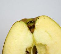 Guld Pearmain æble